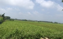 Bán lô góc 2 mặt tiền diện tích 210m2 full thổ cư view cánh đồng đẹp tại Đồng Trúc Hà Nội
